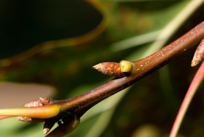Quercus palustris - dub bahenní - pupen